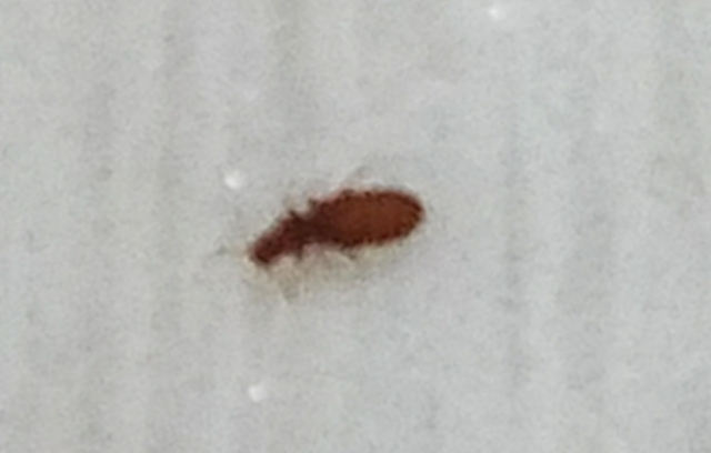 投稿写真 この小さい茶色い虫に困ってます ママスタ