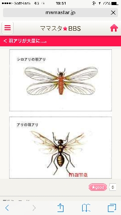 うひゃー 家の中羽蟻だらけ ママの交流掲示板 ママスタコミュニティ