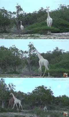 動画あり ケニアでアルビノじゃない 白いキリン が発見される ママの交流掲示板 ママスタコミュニティ